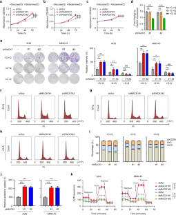 Loss of RACK1 promotes glutamine addiction via activating AKT/mTOR/ASCT2 axis to facilitate tumor growth in gastric cancer.