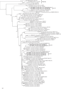 Three new Clavulina species from Baiyun Mountain, Guangzhou, China