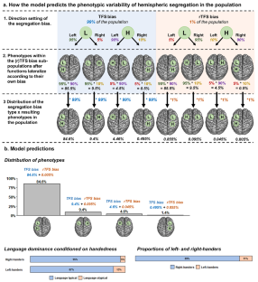 Variability in Hemispheric Functional Segregation Phenotypes: A Review and General Mechanistic Model.