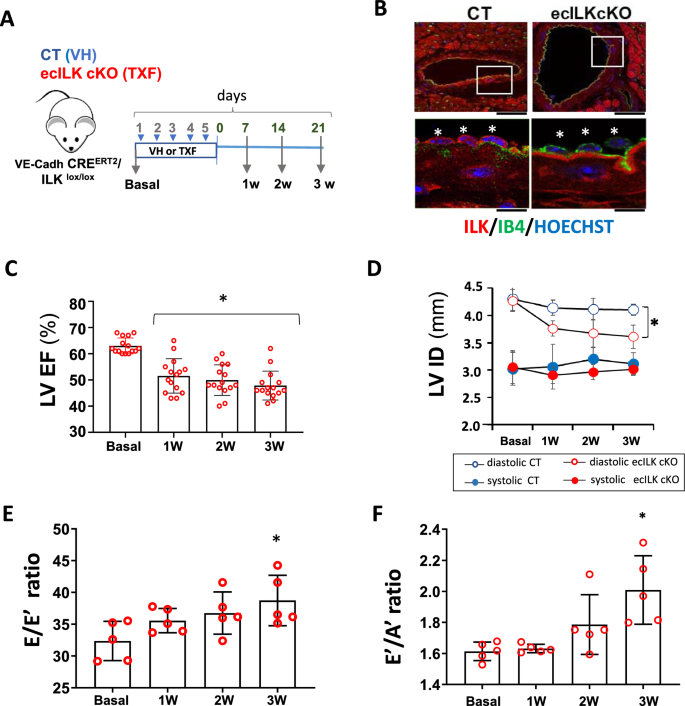 Endothelial ILK induces cardioprotection by preventing coronary microvascular dysfunction and endothelial-to-mesenchymal transition.