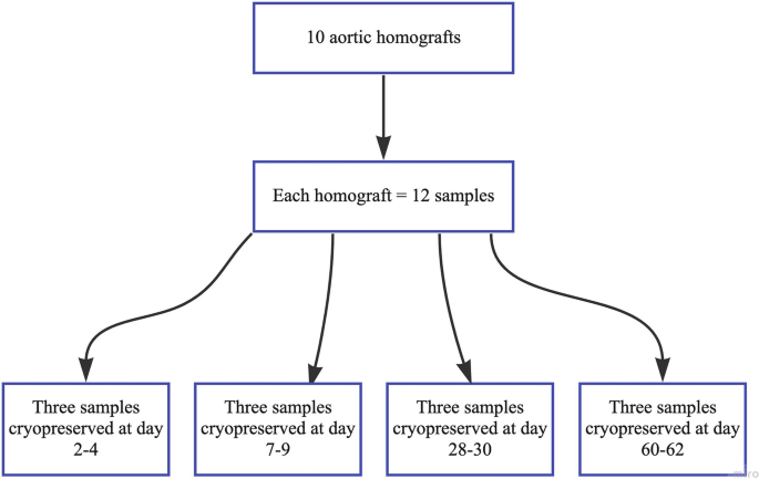 Impact of storage time prior to cryopreservation on mechanical properties of aortic homografts.