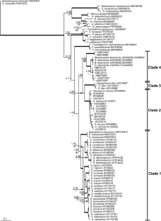 Blaszkowskia, a new genus in Glomeraceae