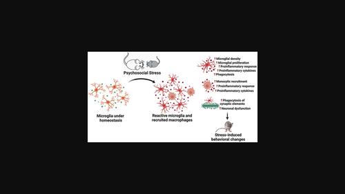 Chronic psychosocial stress triggers microglial-/macrophage-induced inflammatory responses leading to neuronal dysfunction and depressive-related behavior