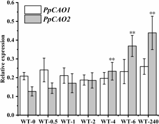 Revealing the significance of chlorophyll b in the moss Physcomitrium patens by knocking out two functional chlorophyllide a oxygenase.