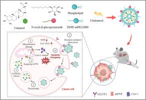 Mechanistic engineering of celastrol liposomes induces ferroptosis and apoptosis by directly targeting VDAC2 in hepatocellular carcinoma