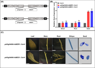 Usefulness and Molecular Mechanism of Seed-Specificity Introduced by AtBZR1 and AtBES1 to Improve Seed Yield and Quality in Arabidopsis thaliana