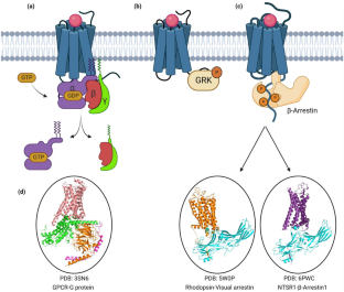 Understanding the Molecular Regulation of Serotonin Receptor 5-HTR1B-β-Arrestin1 Complex in Stress and Anxiety Disorders