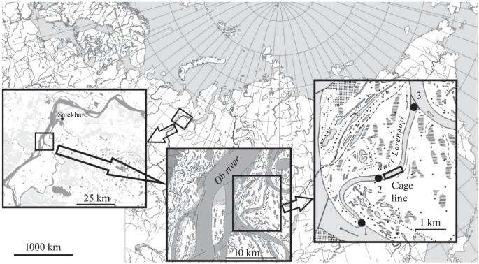 Ecological Aspects of Experimental Growing of Young Muksun in the Natural Environment