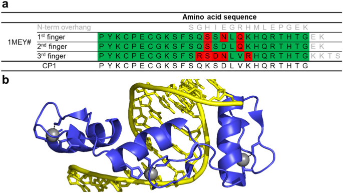 Zinc binding of a Cys2His2-type zinc finger protein is enhanced by the interaction with DNA