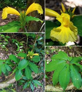 Cheilocostus phuongii (Costaceae), an unusual new terminally flowering species from central Vietnam