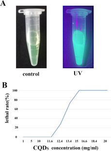 Neurotoxicological mechanisms of carbon quantum dots in a new animal model Dugesia japonica.