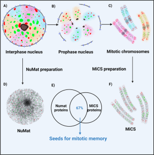 Nuclear architecture and the structural basis of mitotic memory.