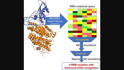 A multi-tier computational screening framework to effectively search the mutational space of SARS-CoV-2 receptor binding motif to identify mutants with enhanced ACE2 binding abilities.