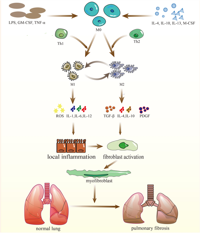 Regulation of alveolar macrophage death in pulmonary fibrosis: a review