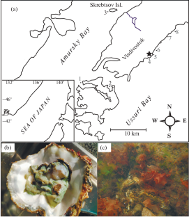 Long-Term Monitoring of Pollution of the Coastal Water Area of Ussuri Bay with Metals: A Case Study of “Green” Oysters Magallana gigas (= Crassostrea gigas) (Thunberg, 1793)