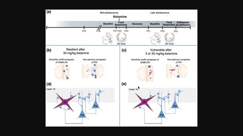 Individual differences in the positive outcome from adolescent ketamine treatment in a female mouse model of anorexia nervosa involve drebrin A at excitatory synapses of the medial prefrontal cortex.