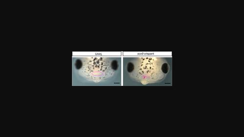 Phenotype–genotype relationships in Xenopus sox9 crispants provide insights into campomelic dysplasia and vertebrate jaw evolution