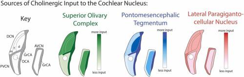 Characterization of three cholinergic inputs to the cochlear nucleus