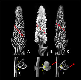 Recommendations for typification of Vellozo’s names from Cunha, São Paulo (Brazil): Eriocaulaceae, Polygalaceae, and Violaceae