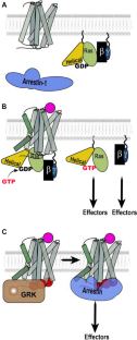 Dynamic Nature of Proteins is Critically Important for Their Function: GPCRs and Signal Transducers