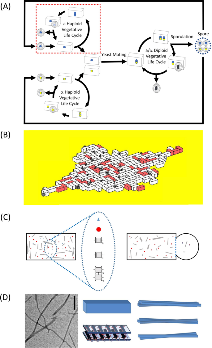 MIL-CELL: a tool for multi-scale simulation of yeast replication and prion transmission