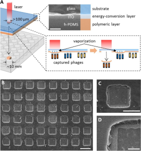 Laser-Assisted Recovery of On-Chip Phage Viral DNA for Phage Fluorescence Immunoassay Microchip