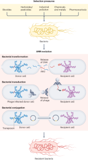 Genomic surveillance for antimicrobial resistance — a One Health perspective