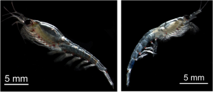 Population genetic diversity and structure of the euphausiids Thysanoessa inermis and T. raschii in the Arctic Ocean: inferences from COI barcodes