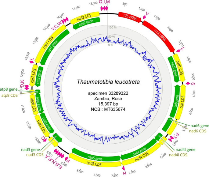 Analysis of Thaumatotibia leucotreta (Lepidoptera: Tortricidae: Olethreutinae) mitochondrial genomes in the context of a recent host range expansion.