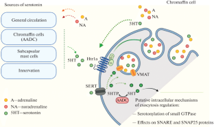 Serotonin and Adrenals: Regulation of Functions, Regulation of Development