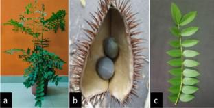 Glutathione elicits enhanced biosynthesis of bonducellin, a homoisoflavonoid, in Caesalpinia bonducella leaf callus