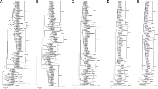 Novel genomic targets for proper subtyping of bovine viral diarrhea virus 1 (BVDV-1) and BVDV-2.