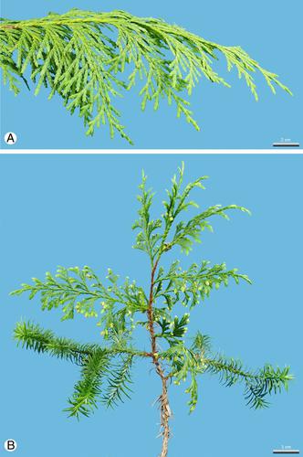 Leaf dimorphism in Cupressus nootkatensis D. Don and Cupressus vietnamensis (Farjon & T.H. Nguyên) Silba (Cupressaceae) and its ecological and evolutionary significance