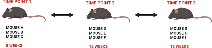 Cytosolic nucleic acid sensing and mitochondrial transcriptomic changes as early triggers of metabolic disease in db/db mice.