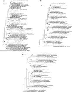 Halorussus vallis sp. nov., Halorussus aquaticus sp. nov., Halorussus gelatinilyticus sp. nov., Halorussus limi sp. nov., Halorussus salilacus sp. nov., Halorussus salinisoli sp. nov.: six extremely halophilic archaea isolated from solar saltern, salt lake and saline soil.