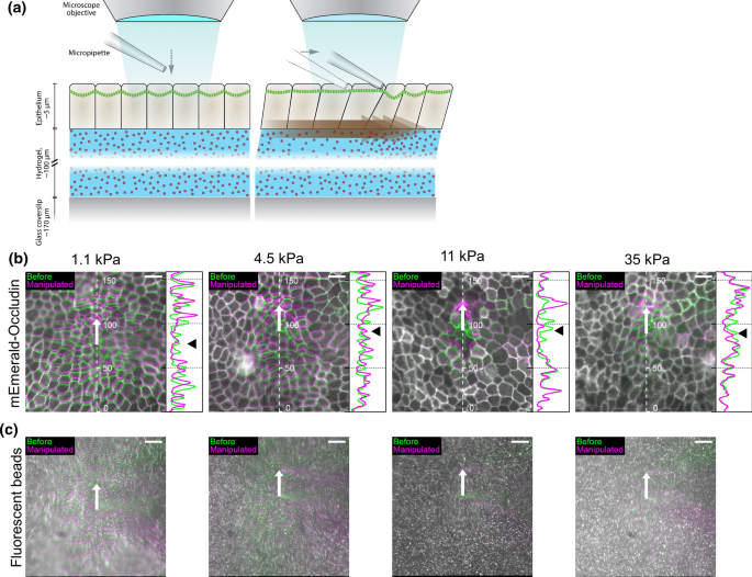 The Effect of Substrate Stiffness on Elastic Force Transmission in the Epithelial Monolayers over Short Timescales.