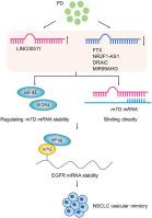 Platycodin D inhibits angiogenic vascular mimicry in NSCLC by regulating the eIF4E-mediated RNA methylome