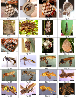 A Review of the Taxonomy, Biology and Distribution of the Social Wasps (Hymenoptera: Vespidae) of the Indian Subcontinent