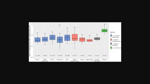 Phylogenetic and morphological analyses of Japanese Aquarius water strider, with a new synonym