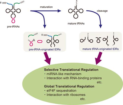 tRNA-derived RNAs: Biogenesis and roles in translational control.