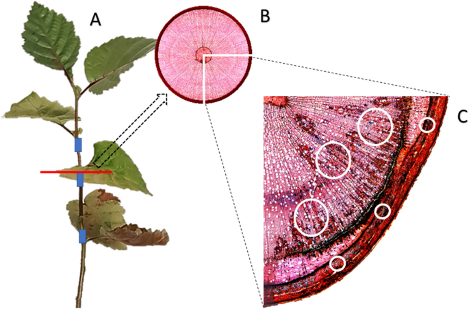 Pathogenicity of Phytophthora and Halophytophthora species on black alder and the host histological response