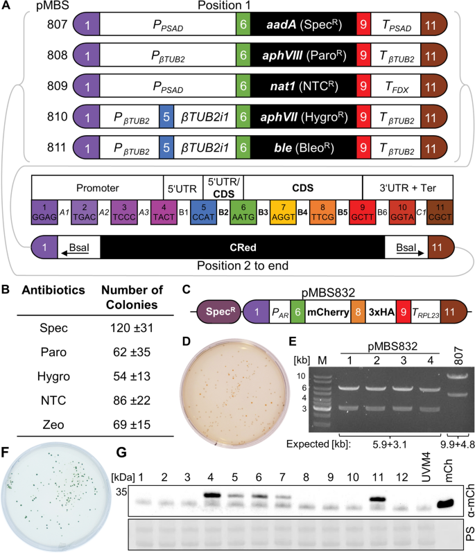 New destination vectors facilitate Modular Cloning for Chlamydomonas.