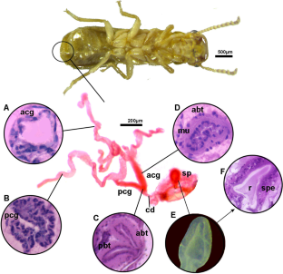 Mating- and oviposition-dependent changes of the spermatheca and colleterial glands in the pest termite Cryptotermes brevis (Blattaria, Isoptera, Kalotermitidae).