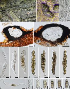 Ascomycetes from karst landscapes of Guizhou Province, China