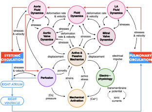 A mathematical model of the human heart suitable to address clinical problems