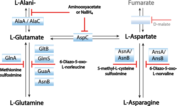 E. coli “Stablelabel” S30 lysate for optimized cell-free NMR sample preparation