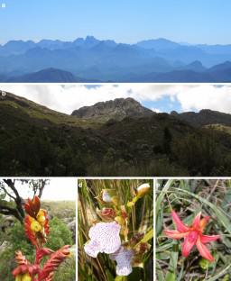 Implementing spatial analyses to measure angiosperm biodiversity from the high-altitude grasslands of the Atlantic forest