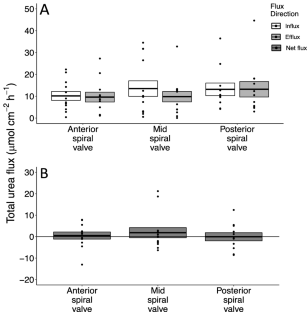 Investigating nitrogen movement in North Pacific spiny dogfish (Squalus acanthias suckleyi), with focus on UT, Rhp2, and Rhbg mRNA abundance.