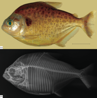 Redescription of the Сommon but Poorly Known Piranha Dulce Serrasalmus hollandi (Serrasalmidae) from the Upper Madeira River