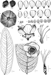 Camellia hiepii (Theaceae), a new species from the Central Highlands of Vietnam